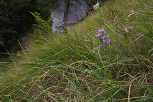 detail, Gentianella fatrae